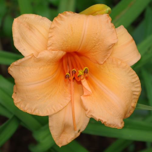 Hemerocallis Flames of Fortune